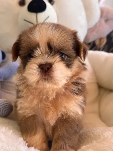 Shih Tzu. Uma menina super mimosa de olhos claros. 