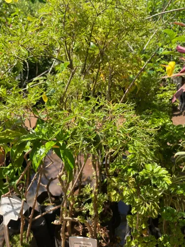 Muda de Dinheiro em Penca 