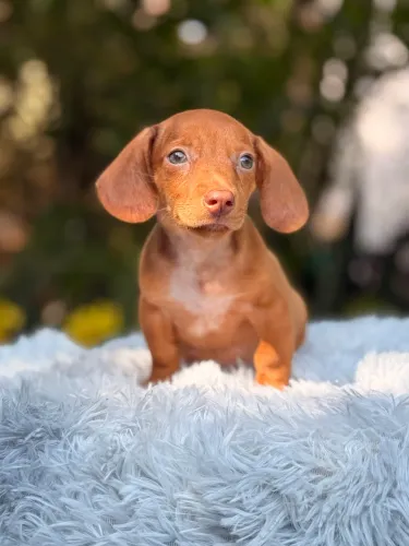 Filhotes de Dachshund Linguicinha Salsicha 