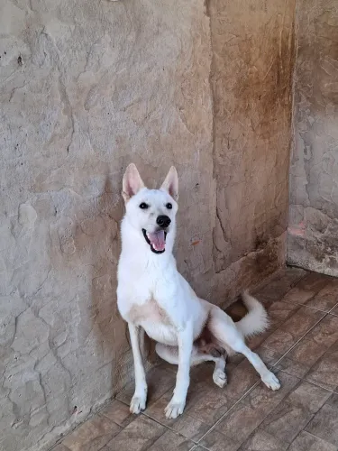 FILHOTES DE PASTOR SUIÇO