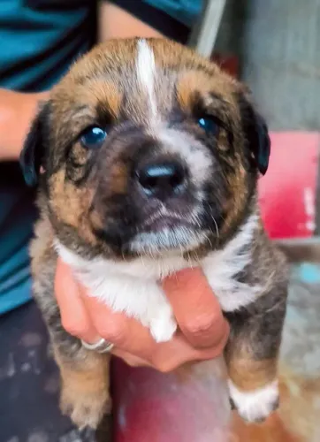 Filhote rottweiler com Pitbull
