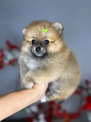 Lulu da Pomerânia