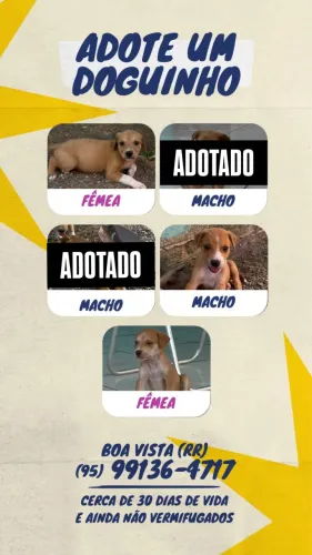 Adoção de filhotes ?