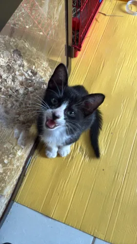 Doação Gato filhote 