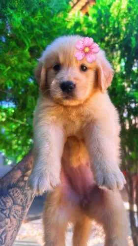 Golden retriever 