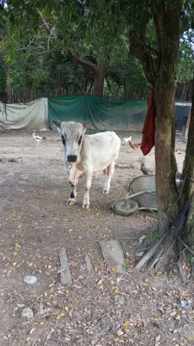 Mini boi