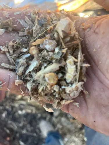 Silagem de Milho saco de 30kg com e sem Uréia