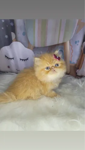 Gata persa