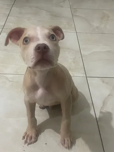 Vendo filhote de Pitmonster merle