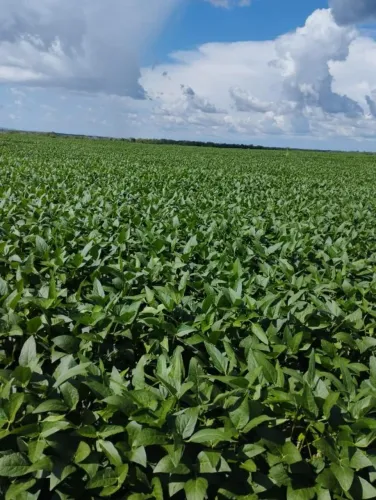Fazenda para Venda em Araguaína, Parque Vale Araguaia