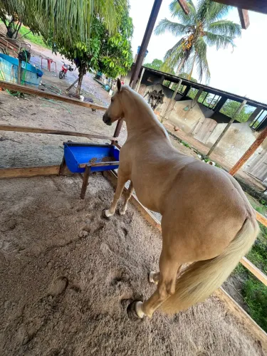 Cavalo