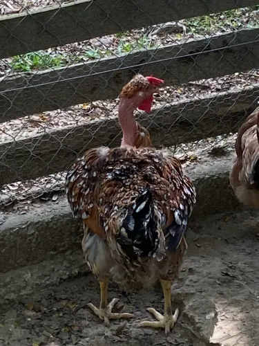 Ovos galados de galinha sertaneja balão GSB