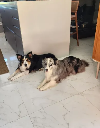 Filhote de Border Collie