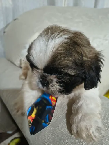 Minis filhotes de shihtzu