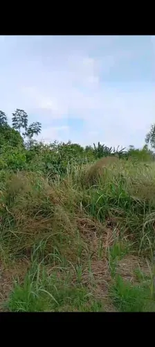 Terreno 25/50 m ramal do rôdo amapá