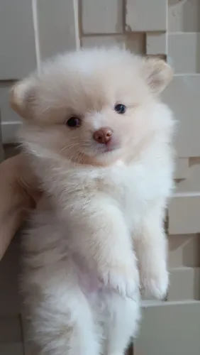 Spitz alemão fêmea