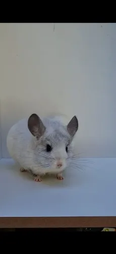Chinchila de Genética Top.