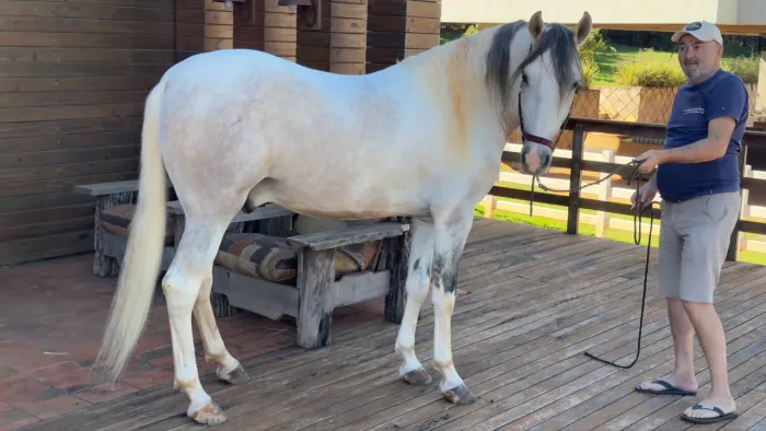 Cavalo mangalarga marcha picada