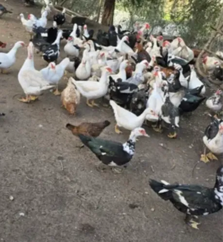 Pato