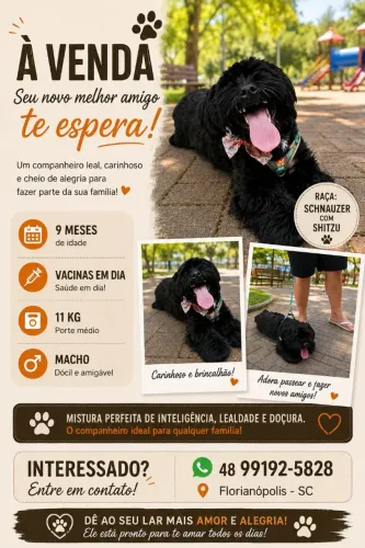 Cachorro