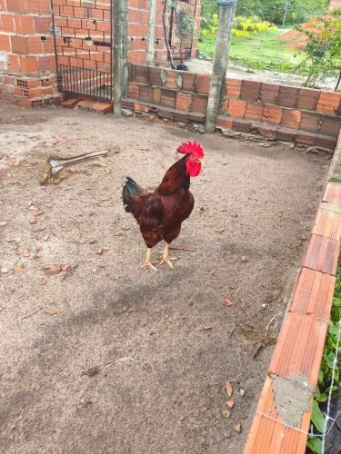 Galo Rhode Island Red