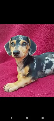 Dachshund Mofadinho 2.000