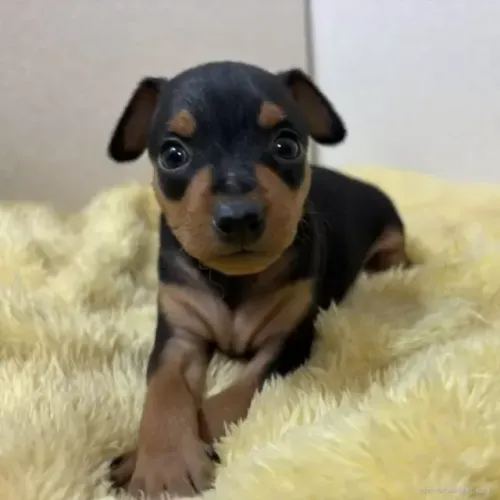 Filhotinhos Pinscher/Pincher linhagem selecionada saudável e dócil sp