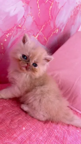 Gato macho persa