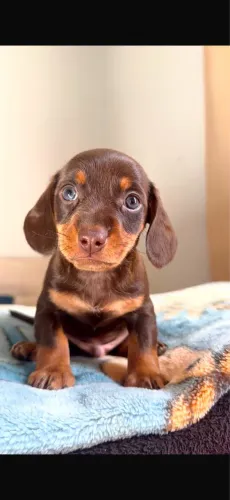 Dachushund