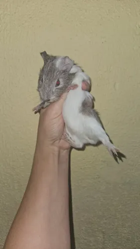 Porquinho da Índia pra venda...