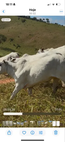 10 Novilhas Nelores Prenhas inseminação