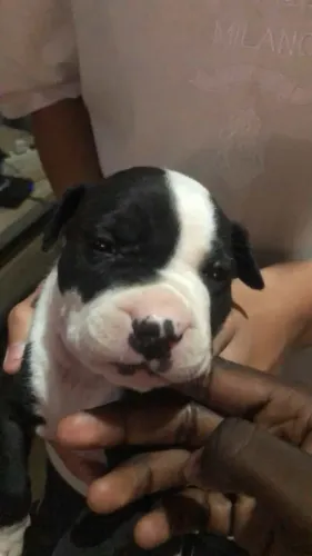 Filhote Pitbull