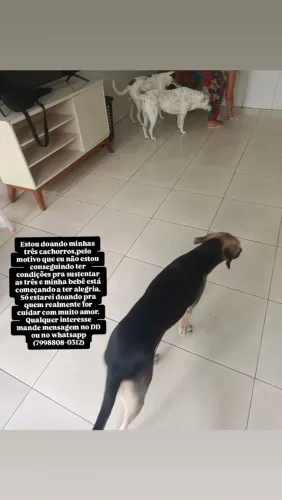 Doação de animais!