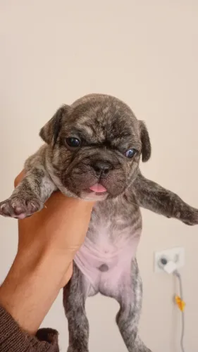 Bulldog francês puro 