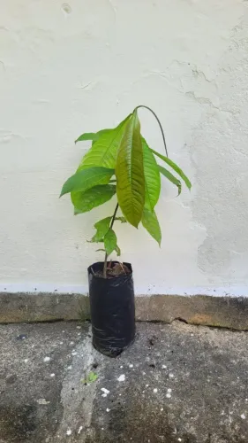 Mudas da castanha do Brasil/Pará