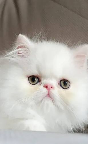 Filhote de Gato Persa Disponível | Gatil Especializado com Entrega para Todo o Brasil