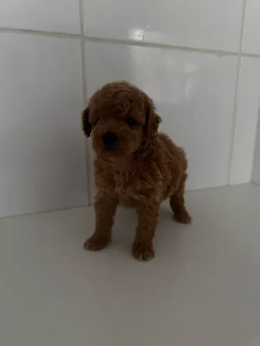 Poodle Toy - Raça Muito Inteligente