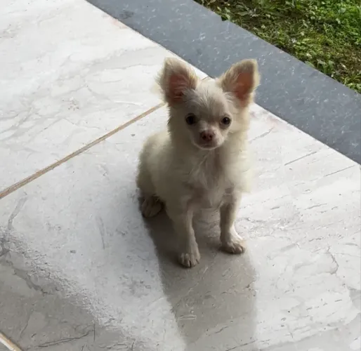 Chihuahua macho branco
