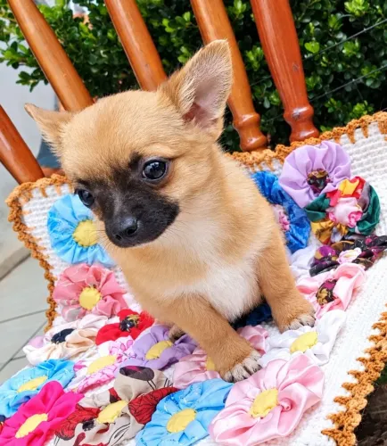 Chihuahua 