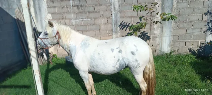 Égua piquira