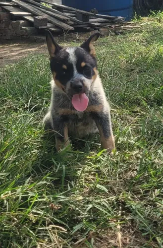 Boiadeiro-australiano