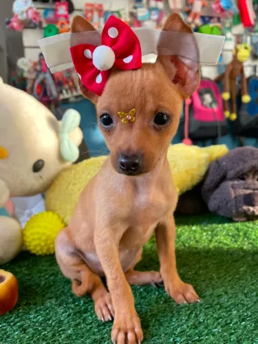 Pinscher miniatura promoção