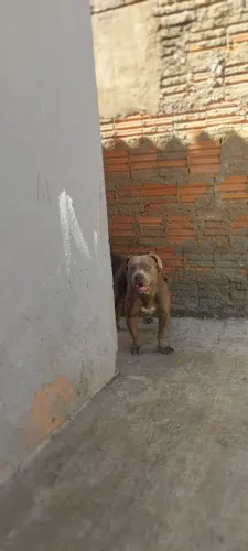 VENDE_ SE UMA CACHORRA FEMEA