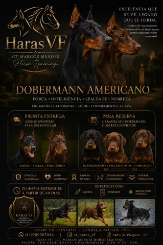 Dobermann Americano 