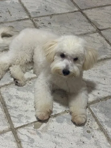 Vende-se cachorro poodle