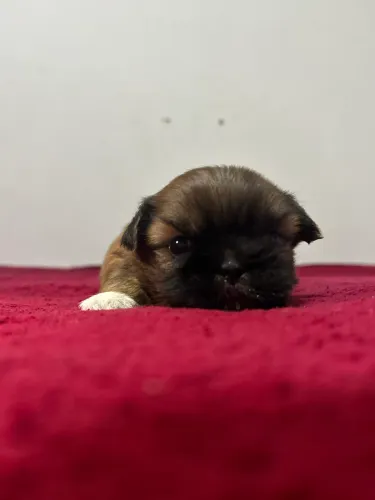 Shitzu mini puro ( macho )
