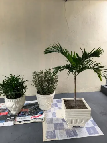 Jarro de concreto com planta
