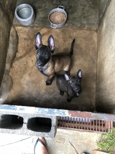 Pastor belga Malinois 