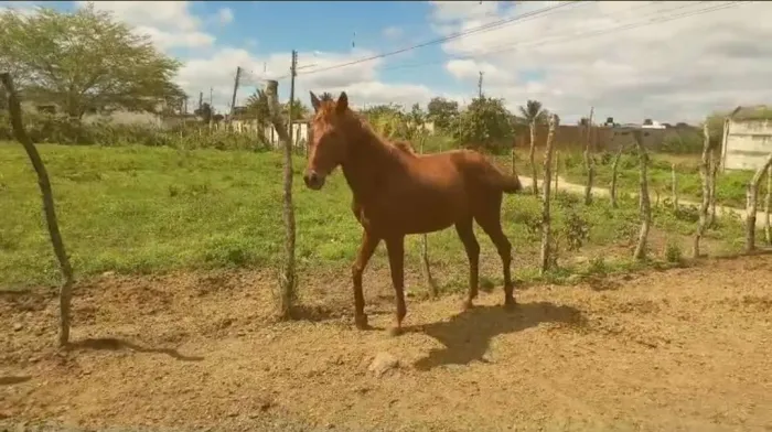 VENDO CAVALO