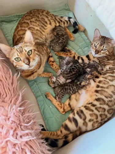 BENGAL CAT MATRIZ